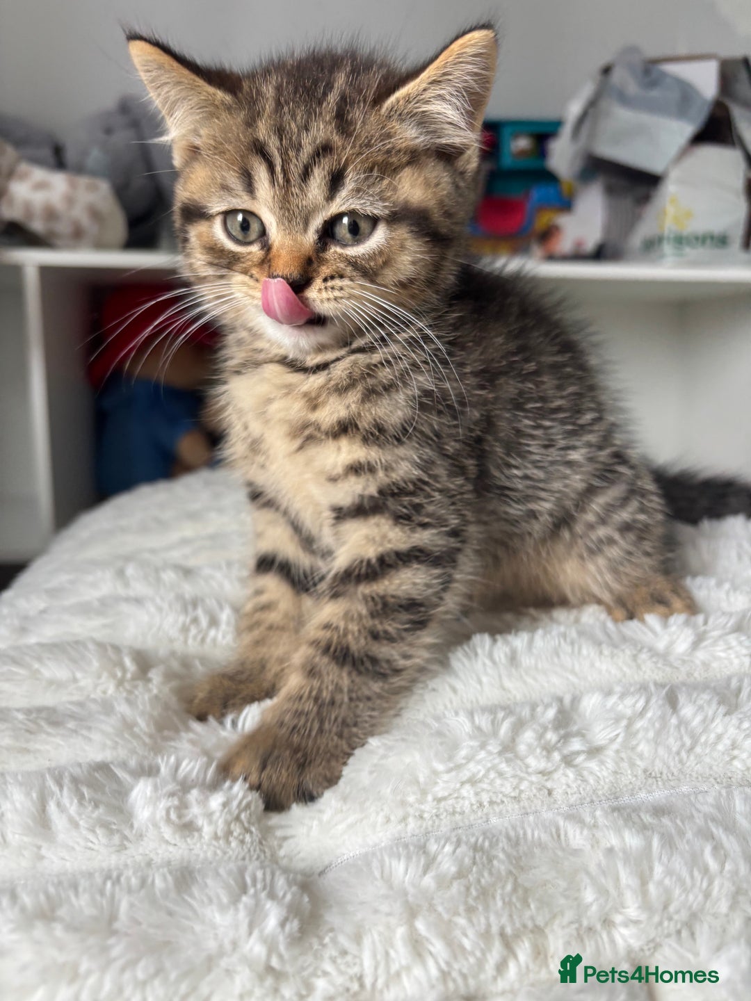 Scottish Fold cats for sale: 😻Beautiful Scottish straight boy 😻 - Image 4