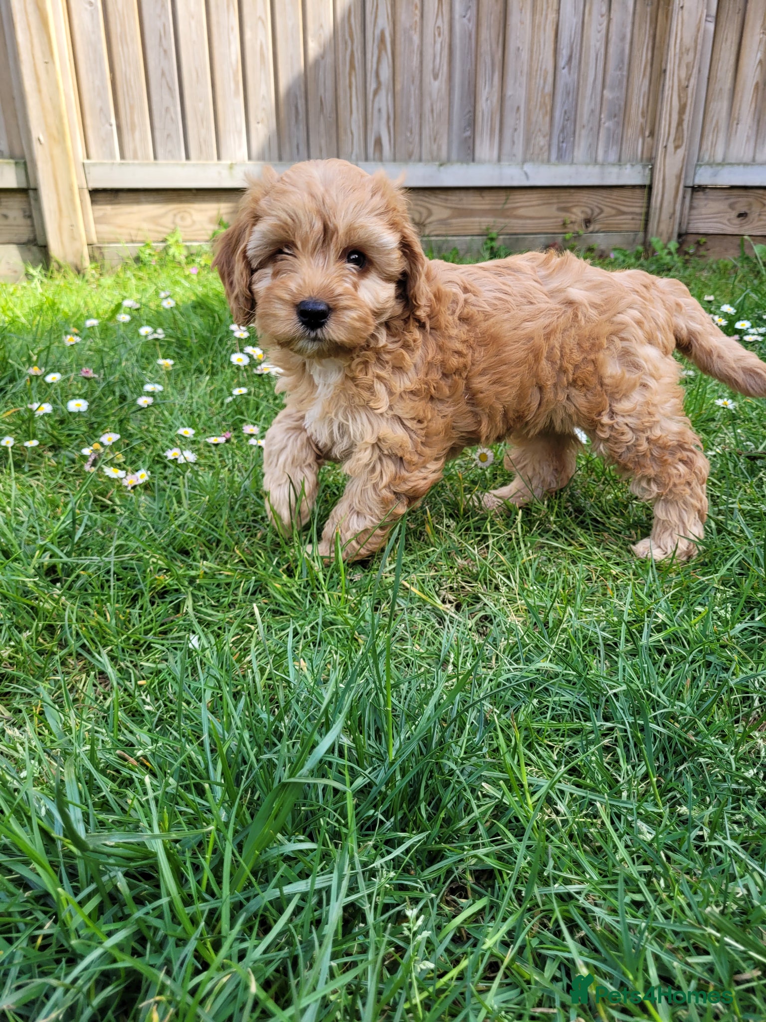 Cockapoo dogs F1 Miniature Cockapoo (ready to go) - Advert 6