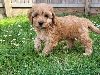 Cockapoo dogs F1 Miniature Cockapoo (ready to go) - Advert 6