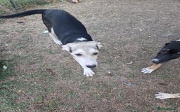 Mixed Breed dogs for adoption: RICKY - a superb young boy for a Loving Home - Image 10