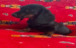 Miniature Dachshund dogs for sale: Miniature Dachshund  - Image 5