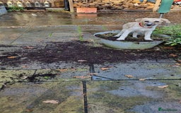 Mixed Breed dogs for adoption: Dill the dog - Advert 4