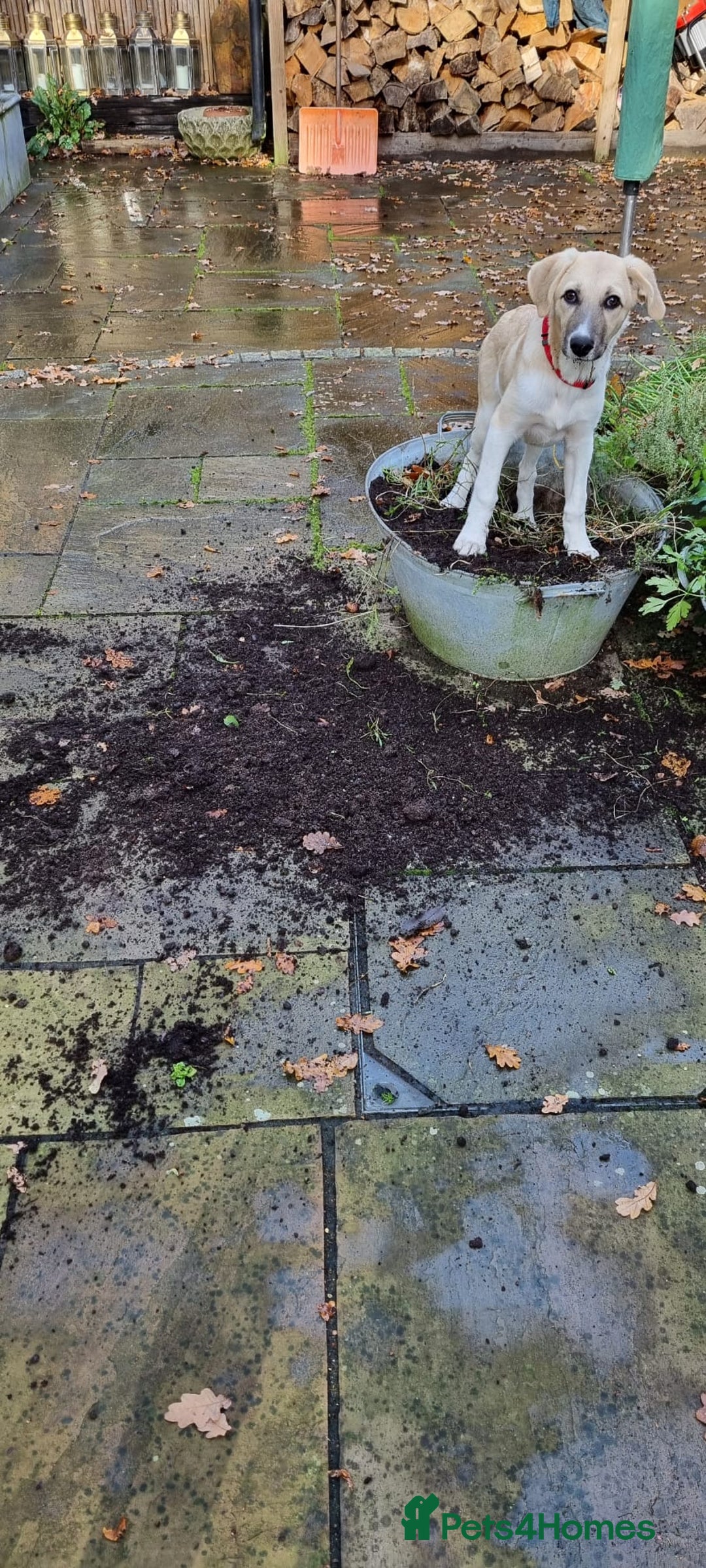 Mixed Breed dogs for adoption: Dill the dog - Advert 4