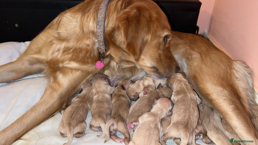 Golden Retriever dogs for sale: LITTLE BUNS - Advert 4