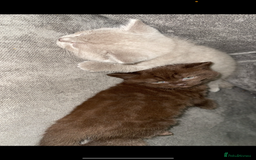 British Shorthair cats for sale: Beautiful BSH x Ragdoll x Bengal Kittens - Image 2