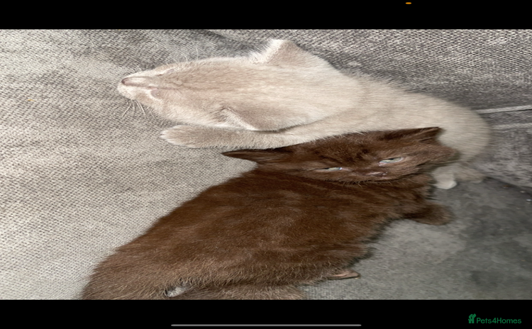 British Shorthair cats - Advert 1