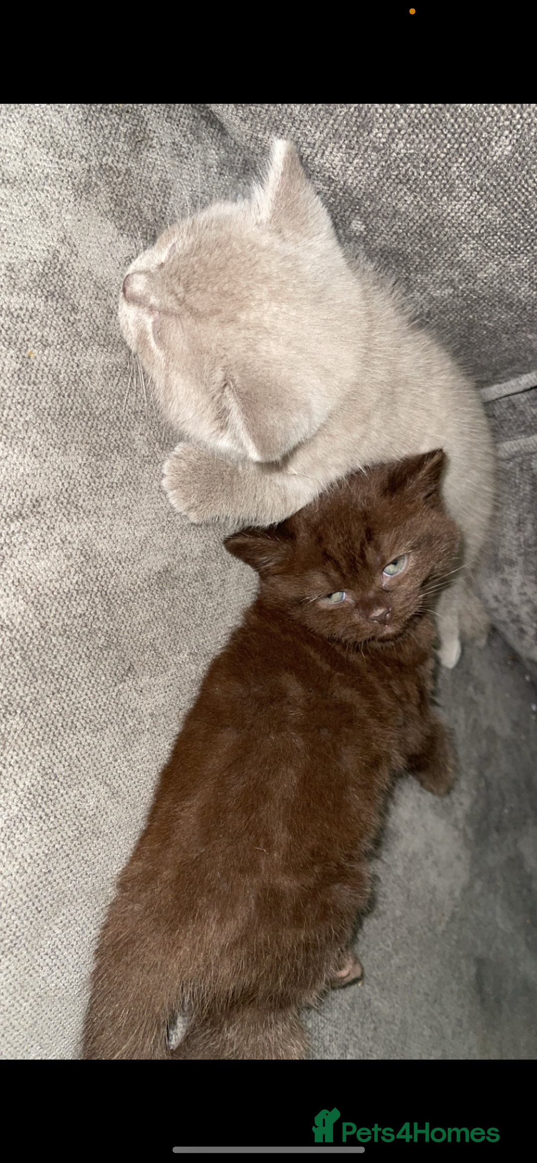 British Shorthair cats for sale: Beautiful BSH x Ragdoll x Bengal Kittens - Image 2