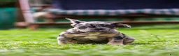 French Bulldog dogs for sale: French bulldogs boys and girls  - Advert 5