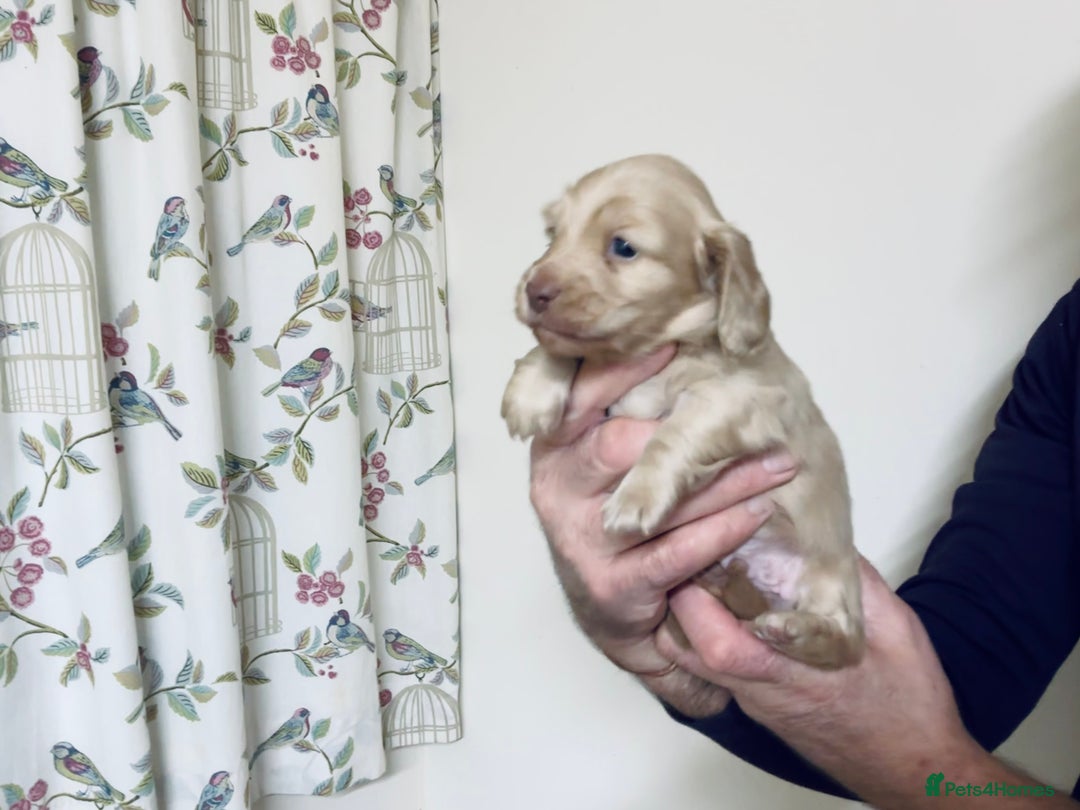 Miniature Dachshund dogs for sale: KC reg mini longhaired dachshund pups - Advert 11