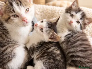 Mixed Breed cats Beautiful kittens ready now - Advert 1