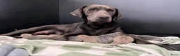 Labrador Retriever dogs for sale: Perfect health tested Silver & Charcoals  - Advert 12