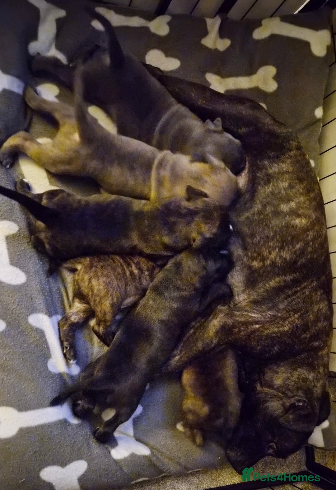 Staffordshire Bull Terrier dogs for sale: 2 Brindle boy pups - Image 3