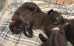 Mixed Breed cats for sale: Beautiful black kittens for sale  - Image 8