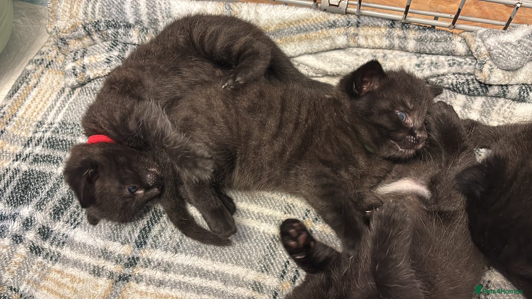 Mixed Breed cats for sale: Beautiful black kittens for sale  - Image 8