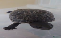 Turtle reptiles for sale: 2x Musk Turtle (Females) & Set Up - Image 4