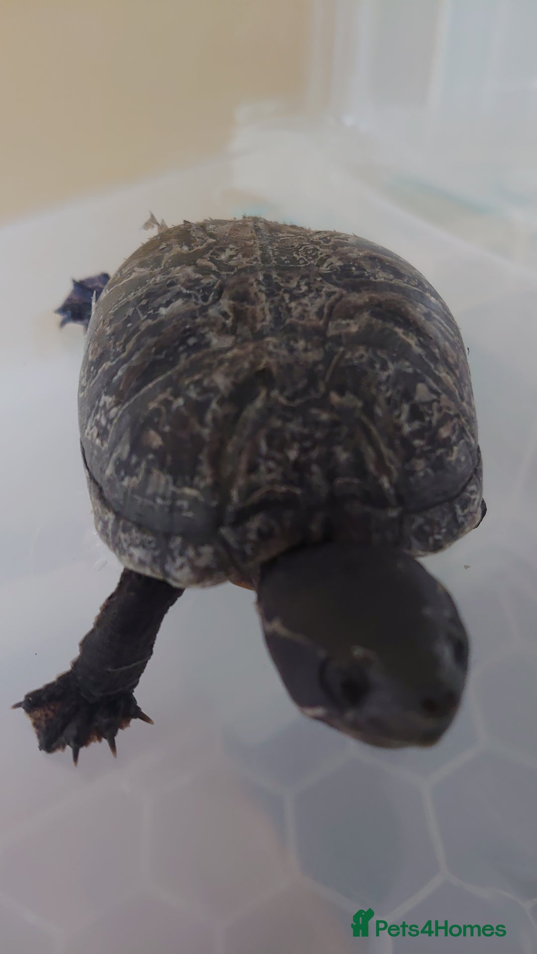 Turtle reptiles for sale: 2x Musk Turtle (Females) & Set Up - Image 4