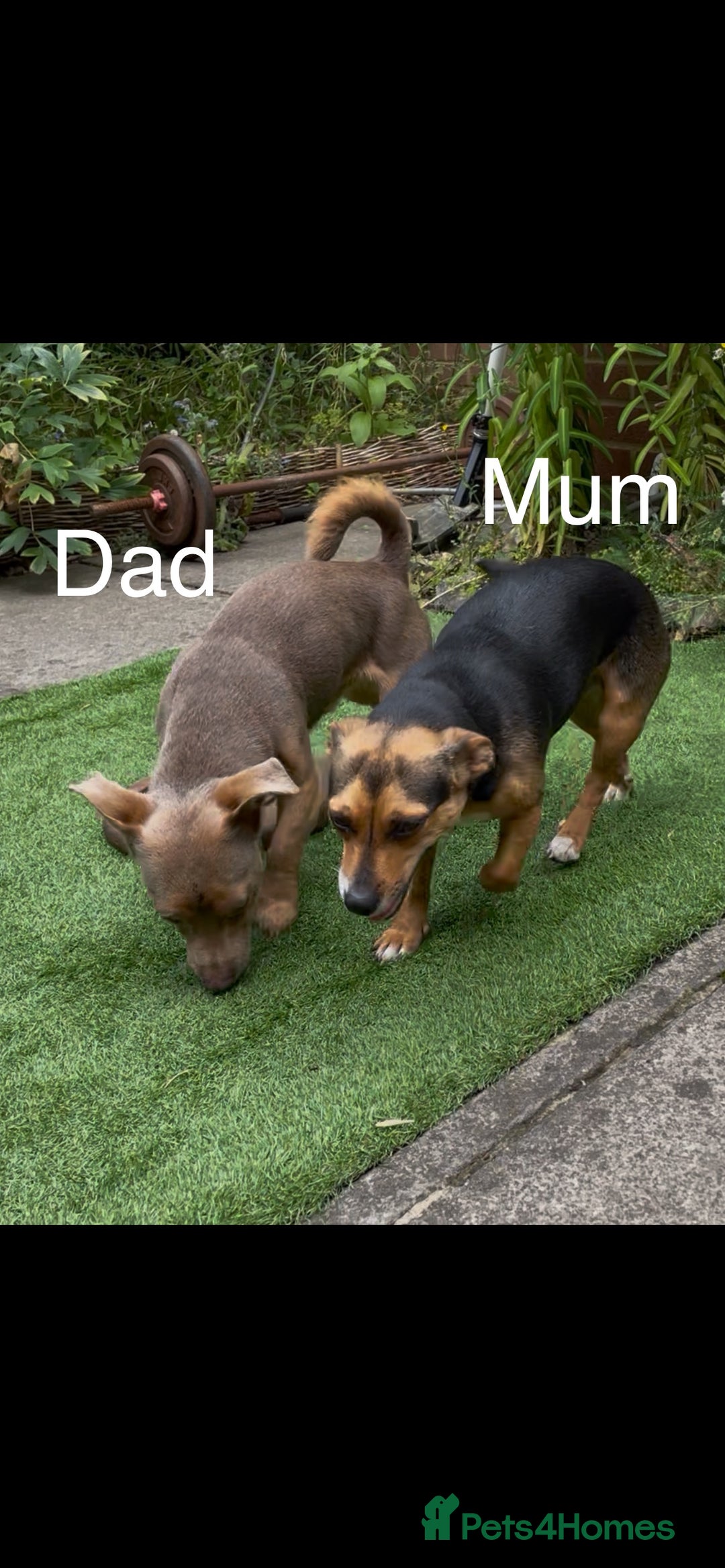 Jack Russell dogs for sale: Light Chocolate and Tan Jack Russell Boy - Advert 4