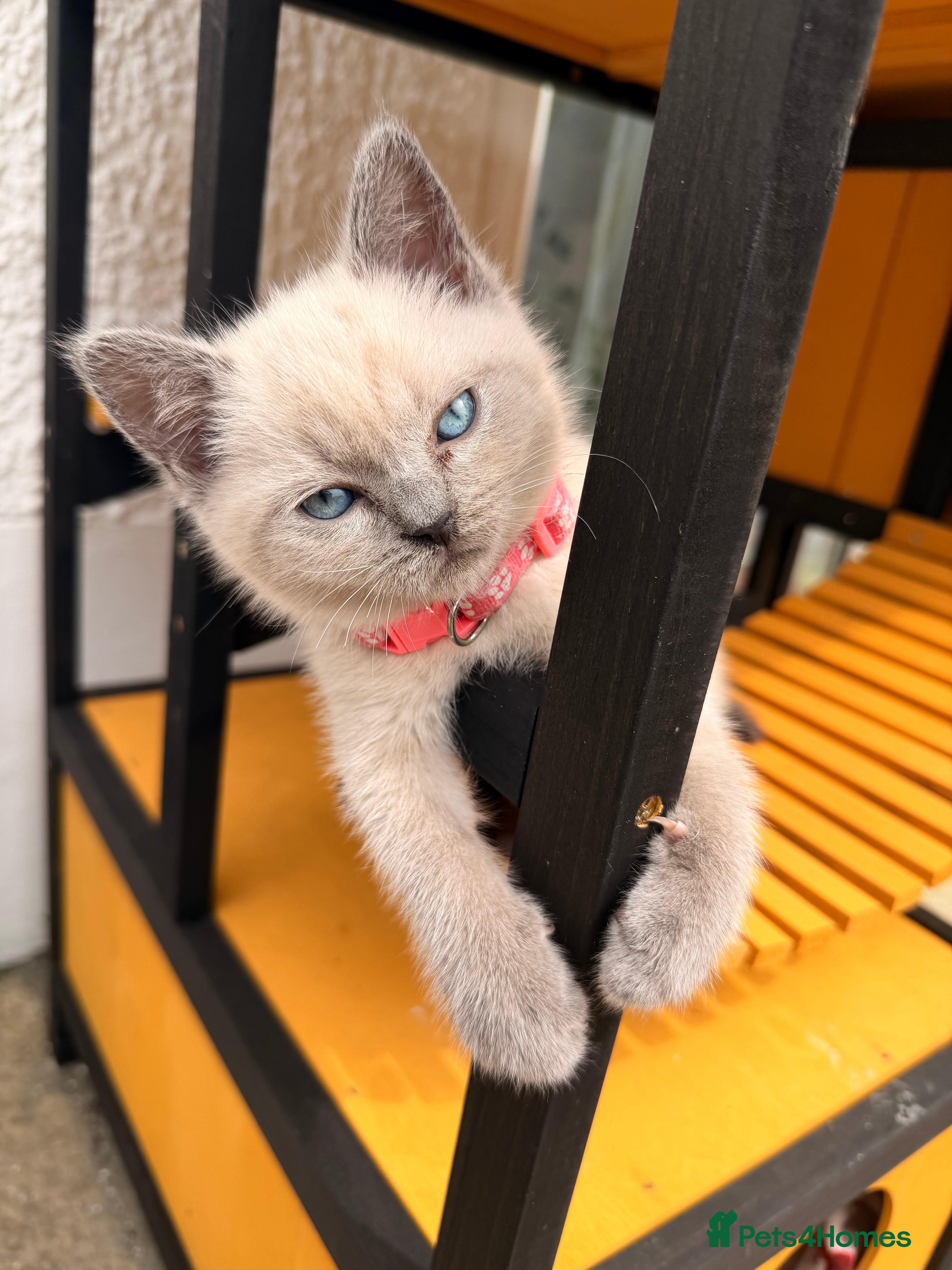 British Shorthair cats Colour point female  - Advert 1