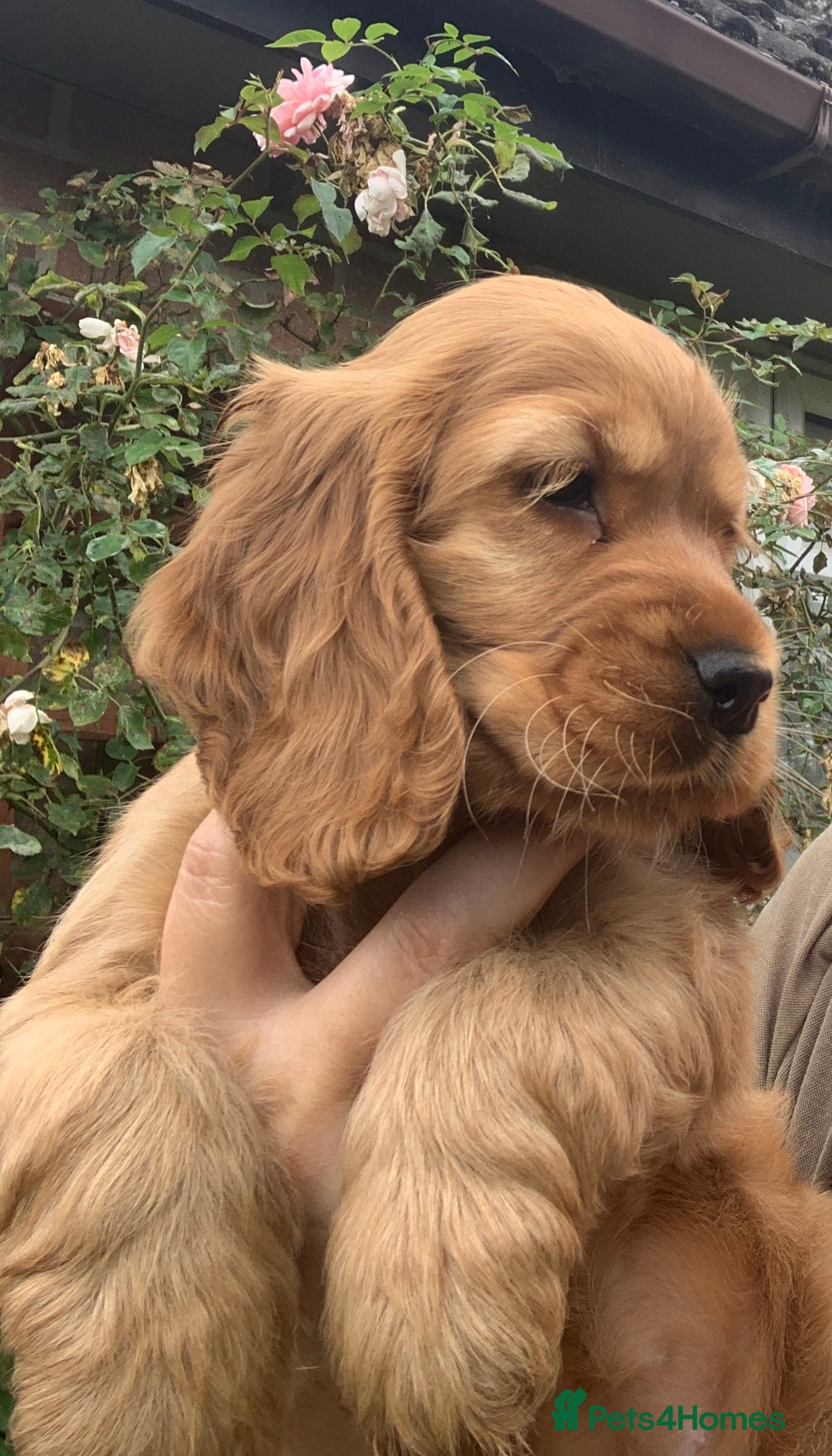 Cocker Spaniel dogs READY NOW 🐶 Show Cocker Spaniels KC Reg - Advert 2