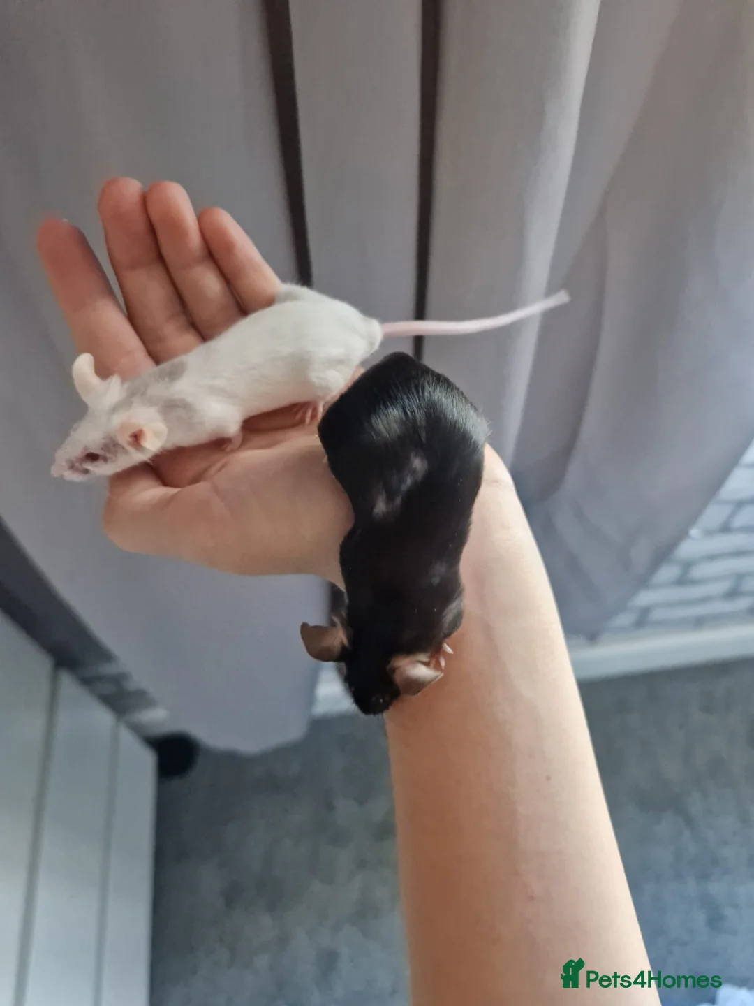 Mouse rodents for sale: 2 mice, one black, one white. 6m old - Advert 1