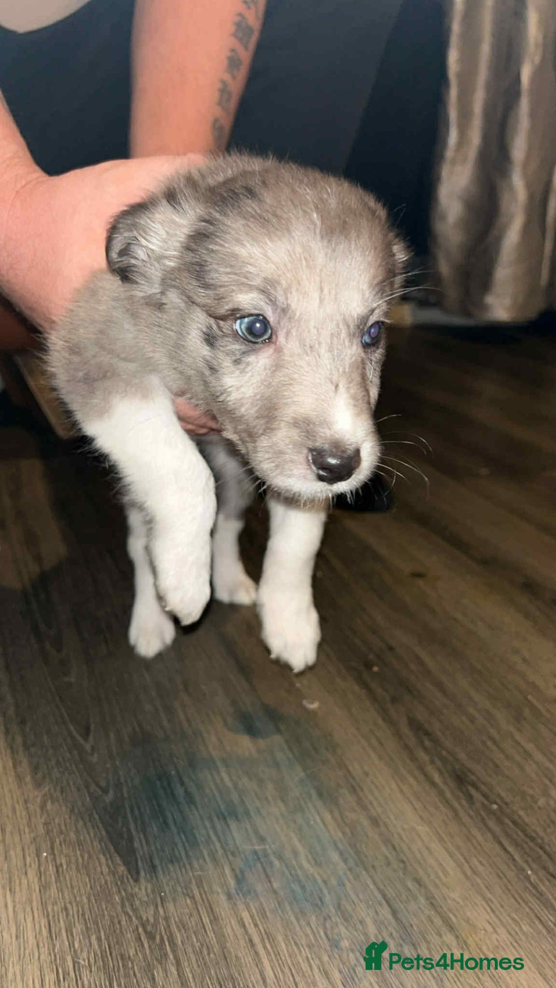 Border Collie dogs for sale: 4 blue maral border collies  - Image 1