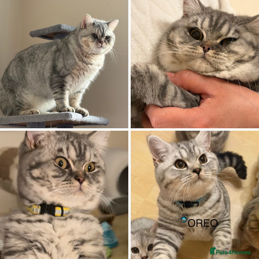 British Shorthair cats 3 Kittens•Full Pedigree•Champions bloodline•GCCF - Advert 3