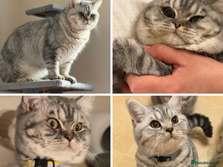 British Shorthair cats 3 Kittens•Full Pedigree•Champions bloodline•GCCF - Advert 9