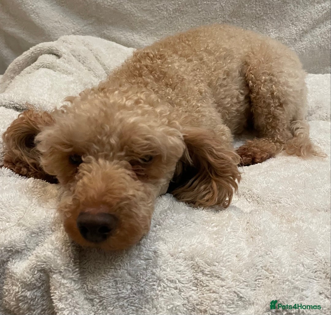 Toy Poodle dogs for sale: Beautiful KC Reg Toy Poodle (Health Tested) - Advert 6