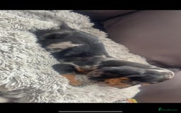 Dachshund dogs for sale: READY to leave dachshund puppy’s for sale  - Image 9