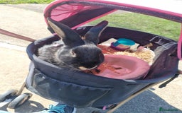 Rex rabbits for sale: 2 rex rabbits one femal and one male  - Image 3