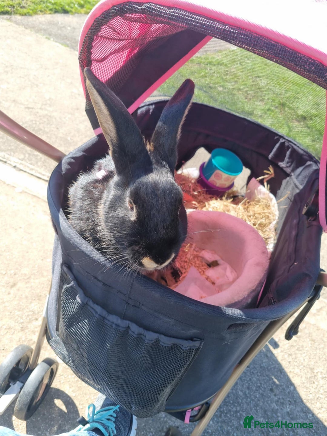 Rex rabbits for sale: 2 rex rabbits one femal and one male  - Image 3