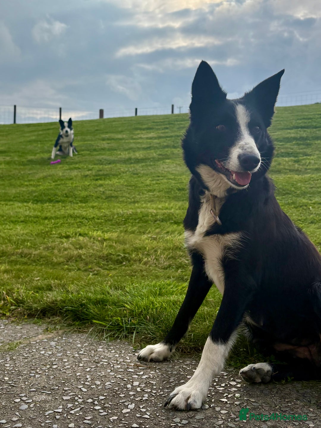 Border Collie dogs for sale: Pure bred, beautiful Border Collie puppies 🖤🤍🐾 - Image 12
