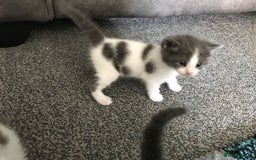 Mixed Breed cats for sale: Cheryl  - Image 1