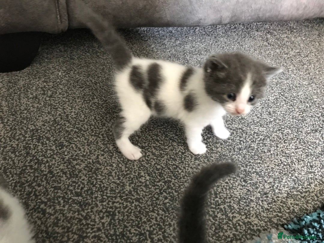 Mixed Breed cats for sale: Cheryl  - Image 1