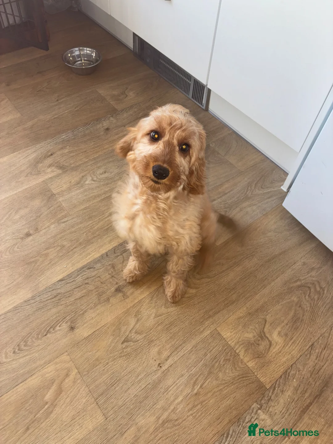 Mixed Breed dogs for sale: Cockapoo nala  - Advert 1