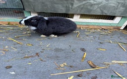 Mini Lop rabbits for sale: Two Mini Lop Bucks 🩵 - Advert 5