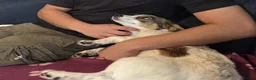 Mixed Breed dogs for adoption: 🐾🤍🤎 JESSY – LITTLE DOG, LOTS OF LOVE 🤎🤍🐾 in Wigan - Advert 3