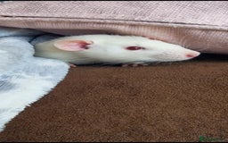 Rat rodents for sale: 2 male rats for rehoming  - Image 4
