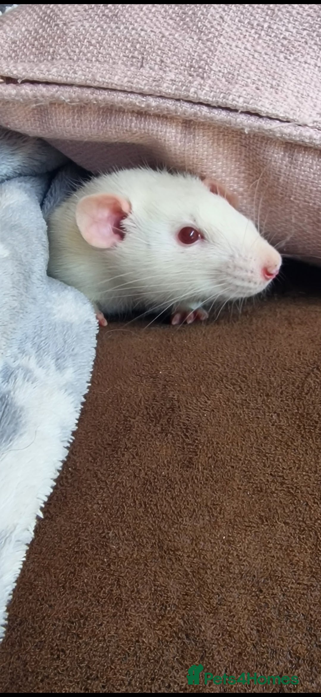 Rat rodents for sale: 2 male rats for rehoming  - Image 4