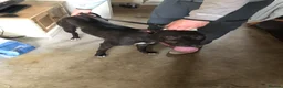 Greyhound dogs for sale: Bull grayhound  in Maryport - Advert 4