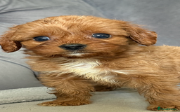 Cavapoo dogs for sale: DNA Health Tested Cavapoos  - Image 3