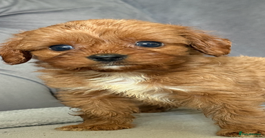 Cavapoo dogs - Advert 12