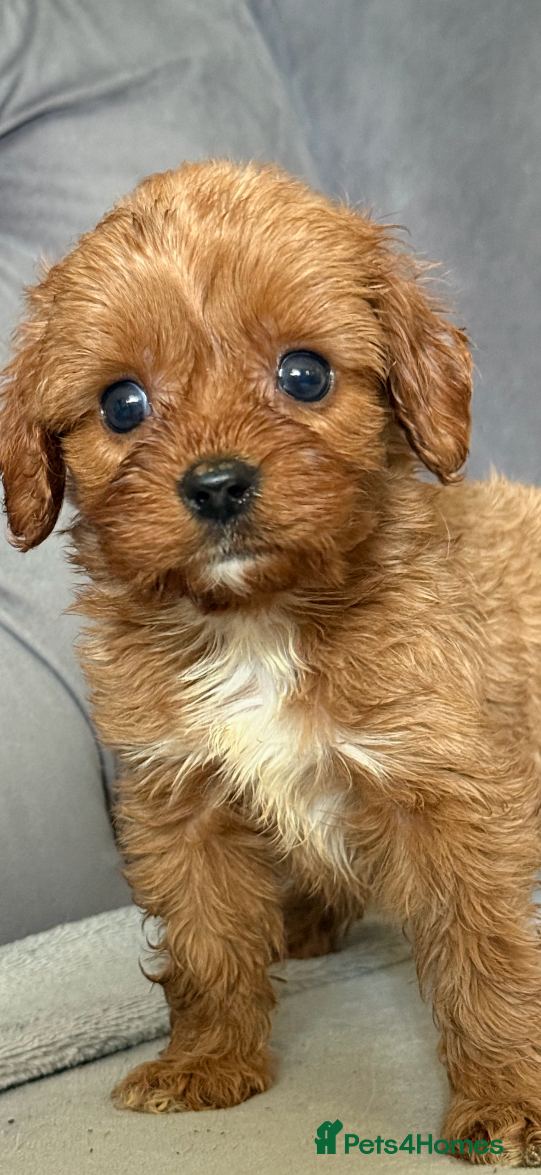 Cavapoo dogs for sale: DNA Health Tested Cavapoos  - Image 3