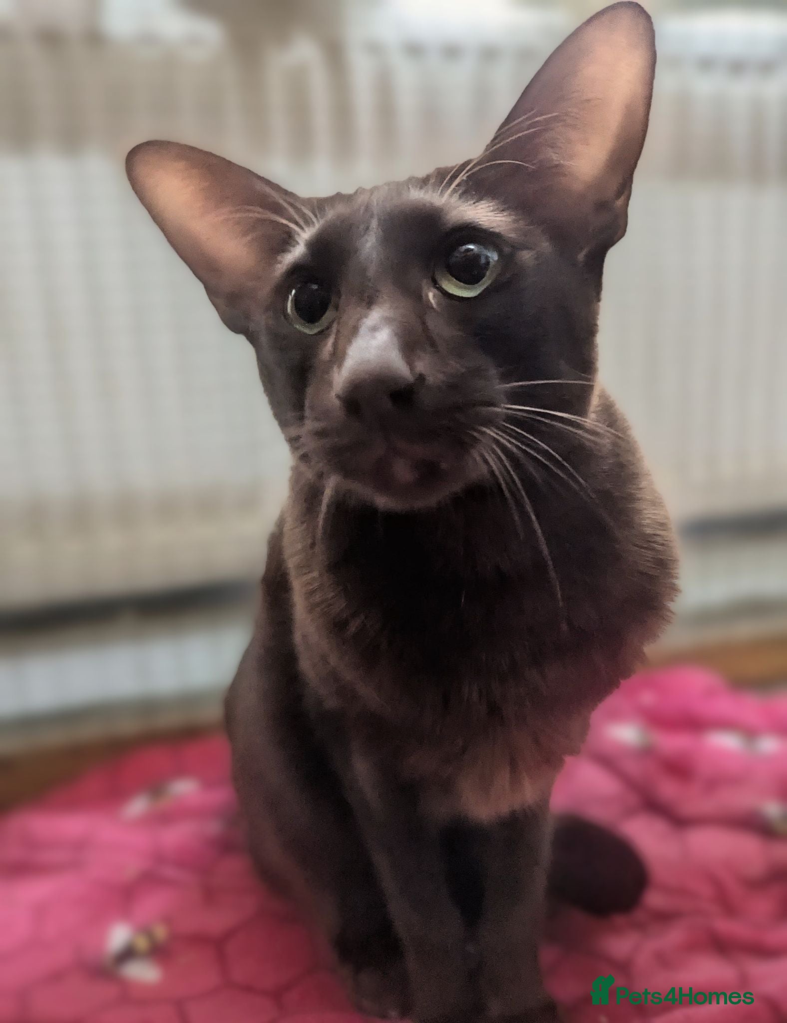 Oriental cats 2 stunning boys available  - Advert 2