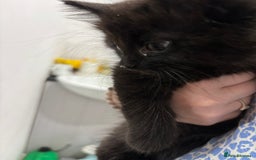 Mixed Breed cats for sale: 4 gorgeous kittens for sale - Image 4