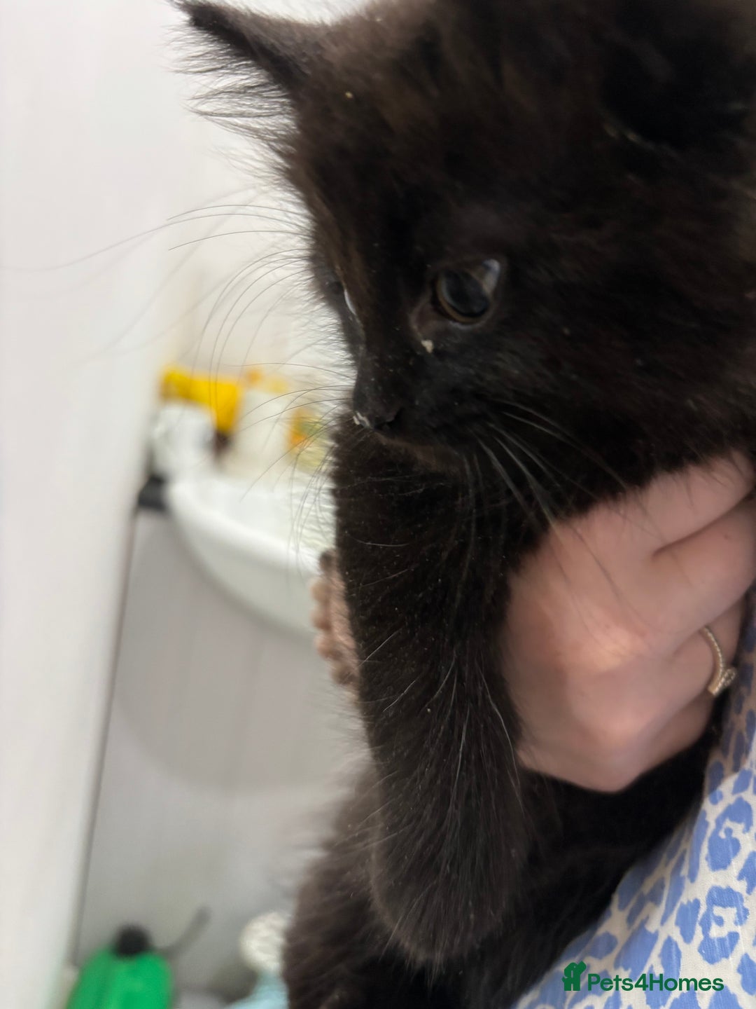 Mixed Breed cats for sale: 4 gorgeous kittens for sale - Image 4
