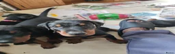Dobermann dogs for sale: Adorable Doberman puppies  - Advert 10