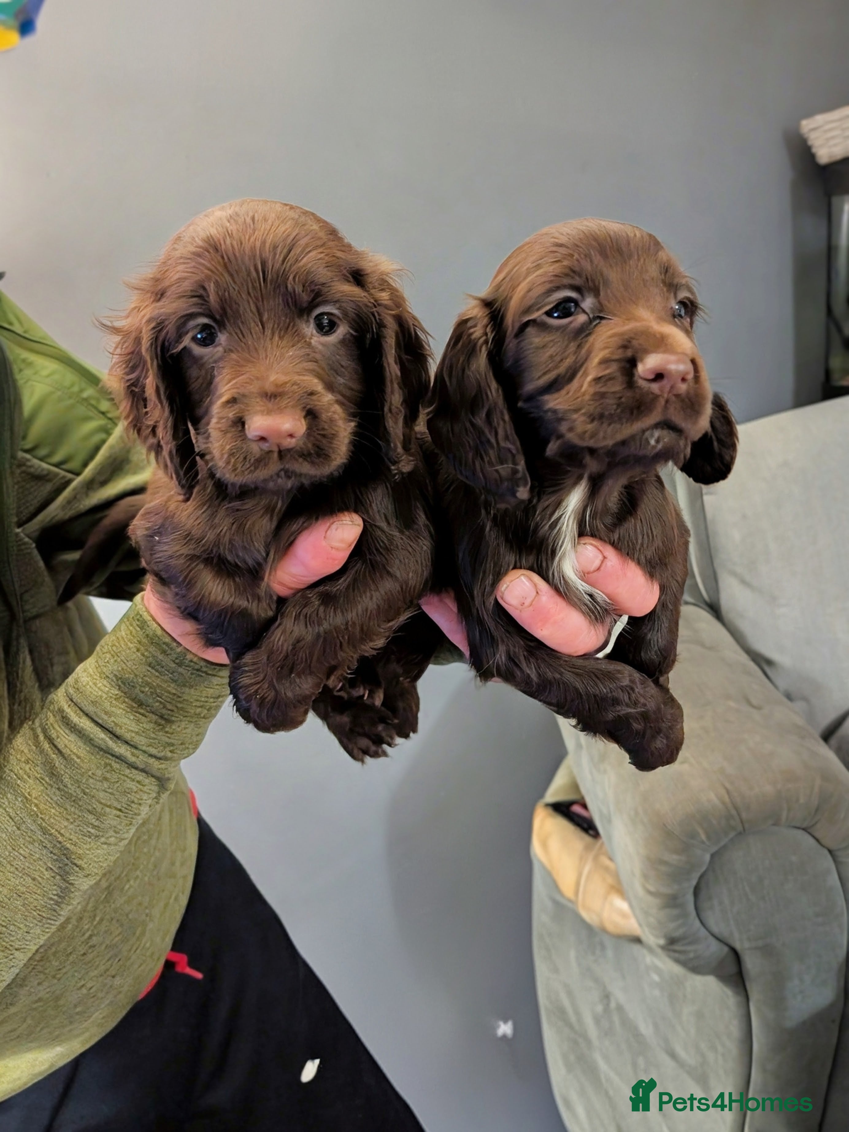 Cocker Spaniel dogs 2 Chocolate Cocker spaniel boys 8 weeks old  - Advert 1