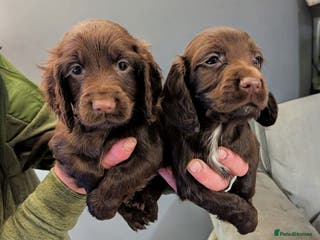 Cocker Spaniel dogs 2 Chocolate Cocker spaniel boys 8 weeks old - Advert 1