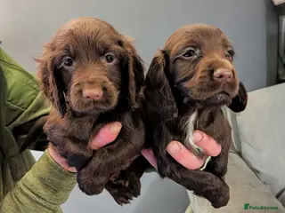 Cocker Spaniel dogs 1 Chocolate Cocker spaniel boy 8 weeks old - Advert 13